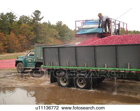 East Wareham, MA, Massachusetts, Plymouth County, Cranberries, Cranberry Wet Harvest, workers, trucks View Large Photo Image Stock Image - East Wareham, MA, Massachusetts, Plymouth County, Cranberries, Cranberry Wet Harvest, workers, trucks. Fotosearch