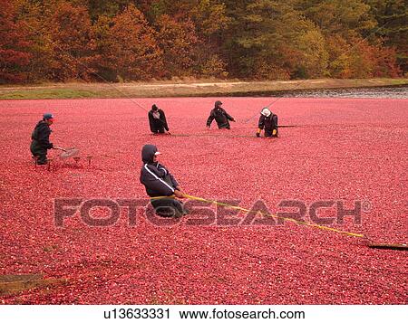 Stock Image -  East Wareham, MA, Massachusetts, Plymouth County, Cranberries, Cranberry Wet Harvest, workers. Fotosearch
