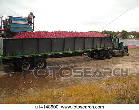 Stock Image -  East Wareham, MA, Massachusetts, Plymouth County, Cranberries, Cranberry Wet Harvest, workers, trucks. Fotosearch