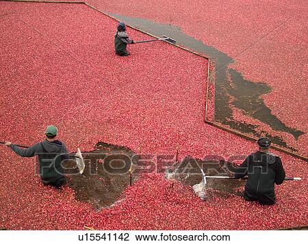 Stock Image -  East Wareham, MA, Massachusetts, Plymouth County, Cranberries, Cranberry Wet Harvest, workers. Fotosearch