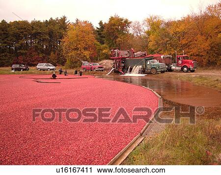 Stock Image -  East Wareham, MA, Massachusetts, Plymouth County, Cranberries, Cranberry Wet Harvest, workers, trucks. Fotosearch