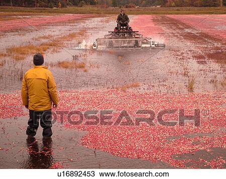 East Wareham, MA, Massachusetts, Plymouth County, Cranberries, Cranberry Wet Harvest, water reels View Large Photo Image Stock Image - East Wareham, MA, Massachusetts, Plymouth County, Cranberries, Cranberry Wet Harvest, water reels. Fotosearch