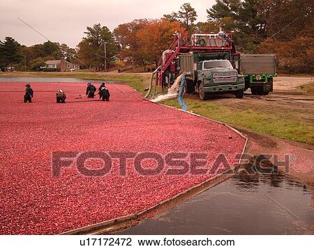 East Wareham, MA, Massachusetts, Plymouth County, Cranberries, Cranberry Wet Harvest, workers, trucks View Large Photo Image Stock Image - East Wareham, MA, Massachusetts, Plymouth County, Cranberries, Cranberry Wet Harvest, workers, trucks. Fotosearch