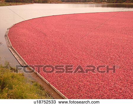 Stock Image -  East Wareham, MA, Massachusetts, Plymouth County, Cranberries, Cranberry Wet Harvest. Fotosearch