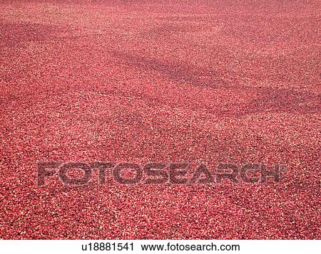 Stock Image -  East Wareham, MA, Massachusetts, Plymouth County, Cranberries, Cranberry Wet Harvest, background. Fotosearch