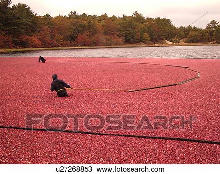 East Wareham, MA, Massachusetts, Plymouth County, Cranberries, Cranberry Wet Harvest, workers View Large Photo Image Stock Image - East Wareham, MA, Massachusetts, Plymouth County, Cranberries, Cranberry Wet Harvest, workers. Fotosearch