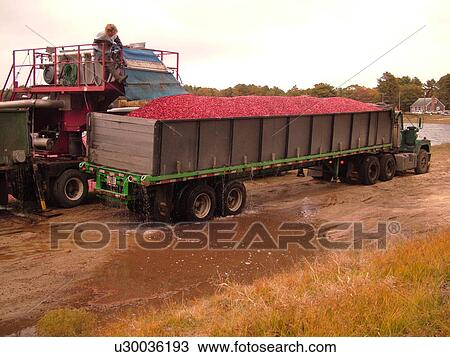 East Wareham, MA, Massachusetts, Plymouth County, Cranberries, Cranberry Wet Harvest, workers, trucks View Large Photo Image Stock Image - East Wareham, MA, Massachusetts, Plymouth County, Cranberries, Cranberry Wet Harvest, workers, trucks. Fotosearch