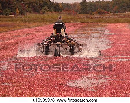 Stock Photo -  East Wareham, MA, Massachusetts, Plymouth County, Cranberries, Cranberry Wet Harvest, water reels. Fotosearch