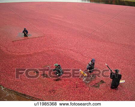 Stock Photo -  East Wareham, MA, Massachusetts, Plymouth County, Cranberries, Cranberry Wet Harvest, workers. Fotosearch