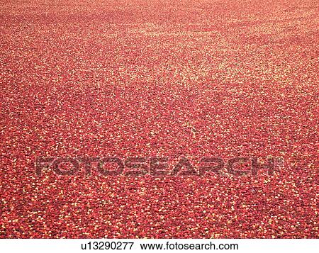 East Wareham, MA, Massachusetts, Plymouth County, Cranberries, Cranberry Wet Harvest, background View Large Photo Image Stock Photo - East Wareham, MA, Massachusetts, Plymouth County, Cranberries, Cranberry Wet Harvest, background. Fotosearch