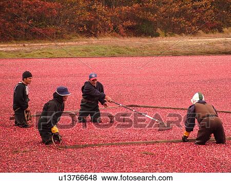 East Wareham, MA, Massachusetts, Plymouth County, Cranberries, Cranberry Wet Harvest, workers View Large Photo Image Stock Photo - East Wareham, MA, Massachusetts, Plymouth County, Cranberries, Cranberry Wet Harvest, workers. Fotosearch