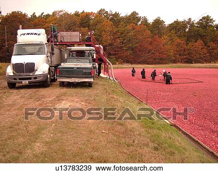East Wareham, MA, Massachusetts, Plymouth County, Cranberries, Cranberry Wet Harvest, workers, trucks View Large Photo Image Stock Photo - East Wareham, MA, Massachusetts, Plymouth County, Cranberries, Cranberry Wet Harvest, workers, trucks. Fotosearch