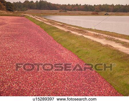 East Wareham, MA, Massachusetts, Plymouth County, Cranberries, Cranberry Wet Harvest View Large Photo Image Stock Photo - East Wareham, MA, Massachusetts, Plymouth County, Cranberries, Cranberry Wet Harvest. Fotosearch