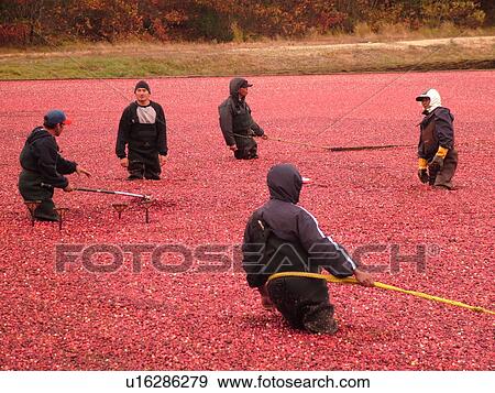 Stock Photo -  East Wareham, MA, Massachusetts, Plymouth County, Cranberries, Cranberry Wet Harvest, workers. Fotosearch