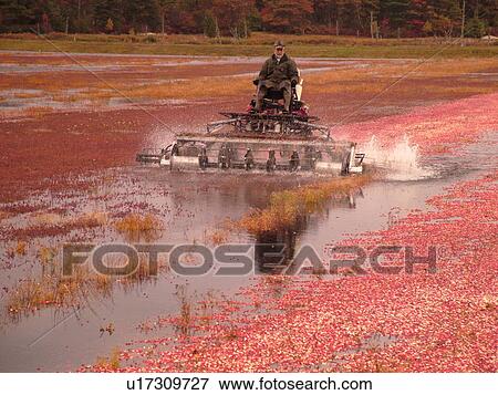 East Wareham, MA, Massachusetts, Plymouth County, Cranberries, Cranberry Wet Harvest, water reels View Large Photo Image Stock Photo - East Wareham, MA, Massachusetts, Plymouth County, Cranberries, Cranberry Wet Harvest, water reels. Fotosearch