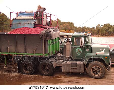 East Wareham, MA, Massachusetts, Plymouth County, Cranberries, Cranberry Wet Harvest, truck View Large Photo Image Stock Photo - East Wareham, MA, Massachusetts, Plymouth County, Cranberries, Cranberry Wet Harvest, truck. Fotosearch