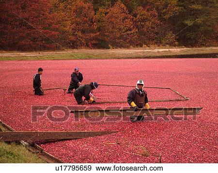 East Wareham, MA, Massachusetts, Plymouth County, Cranberries, Cranberry Wet Harvest, workers View Large Photo Image Stock Photo - East Wareham, MA, Massachusetts, Plymouth County, Cranberries, Cranberry Wet Harvest, workers. Fotosearch