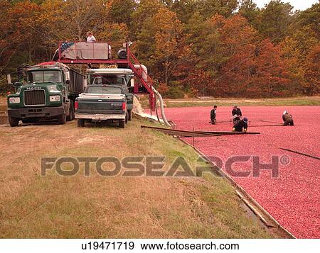 Stock Photo -  East Wareham, MA, Massachusetts, Plymouth County, Cranberries, Cranberry Wet Harvest, workers, trucks. Fotosearch