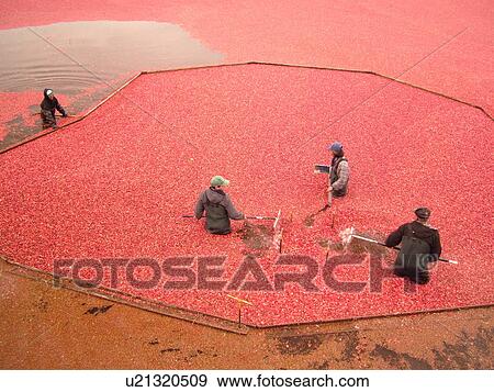 Stock Photo -  East Wareham, MA, Massachusetts, Plymouth County, Cranberries, Cranberry Wet Harvest, workers. Fotosearch