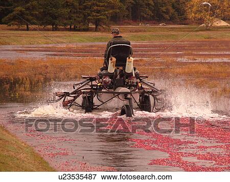Stock Photo -  East Wareham, MA, Massachusetts, Plymouth County, Cranberries, Cranberry Wet Harvest, water reels. Fotosearch