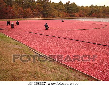 Stock Photo -  East Wareham, MA, Massachusetts, Plymouth County, Cranberries, Cranberry Wet Harvest, workers. Fotosearch