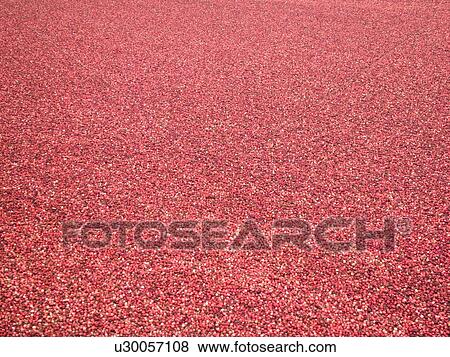 East Wareham, MA, Massachusetts, Plymouth County, Cranberries, Cranberry Wet Harvest, background View Large Photo Image Stock Photo - East Wareham, MA, Massachusetts, Plymouth County, Cranberries, Cranberry Wet Harvest, background. Fotosearch