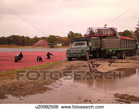 East Wareham, MA, Massachusetts, Plymouth County, Cranberries, Cranberry Wet Harvest, workers, trucks View Large Photo Image Stock Photograph - East Wareham, MA, Massachusetts, Plymouth County, Cranberries, Cranberry Wet Harvest, workers, trucks. Fotosearch