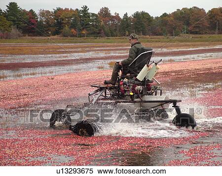 Stock Photography -  East Wareham, MA, Massachusetts, Plymouth County, Cranberries, Cranberry Wet Harvest, water reels. Fotosearch