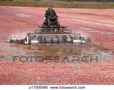 East Wareham, MA, Massachusetts, Plymouth County, Cranberries, Cranberry Wet Harvest, water reels View Large Photo Image Stock Photography - East Wareham, MA, Massachusetts, Plymouth County, Cranberries, Cranberry Wet Harvest, water reels. Fotosearch