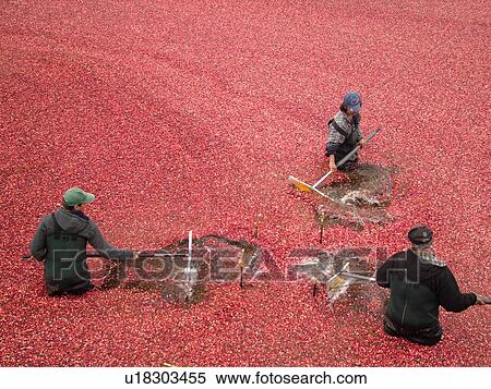 Stock Photography -  East Wareham, MA, Massachusetts, Plymouth County, Cranberries, Cranberry Wet Harvest, workers. Fotosearch
