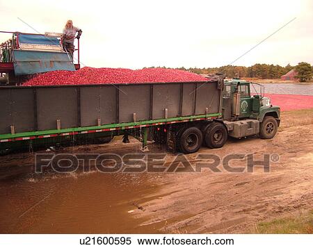 East Wareham, MA, Massachusetts, Plymouth County, Cranberries, Cranberry Wet Harvest, truck View Large Photo Image Stock Photography - East Wareham, MA, Massachusetts, Plymouth County, Cranberries, Cranberry Wet Harvest, truck. Fotosearch