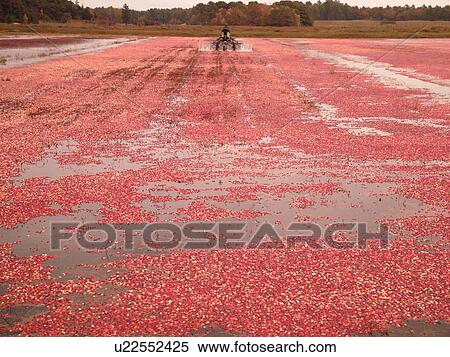 East Wareham, MA, Massachusetts, Plymouth County, Cranberries, Cranberry Wet Harvest, water reels View Large Photo Image Stock Photography - East Wareham, MA, Massachusetts, Plymouth County, Cranberries, Cranberry Wet Harvest, water reels. Fotosearch