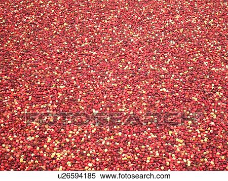 Stock Photography -  East Wareham, MA, Massachusetts, Plymouth County, Cranberries, Cranberry Wet Harvest, background. Fotosearch
