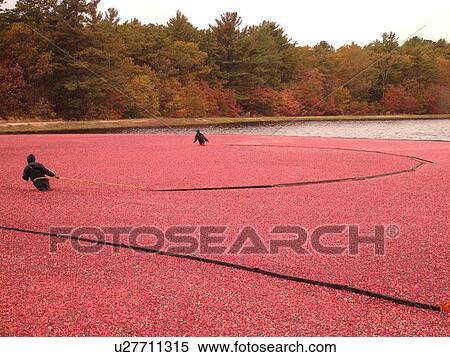 East Wareham, MA, Massachusetts, Plymouth County, Cranberries, Cranberry Wet Harvest, workers View Large Photo Image Stock Photography - East Wareham, MA, Massachusetts, Plymouth County, Cranberries, Cranberry Wet Harvest, workers. Fotosearch