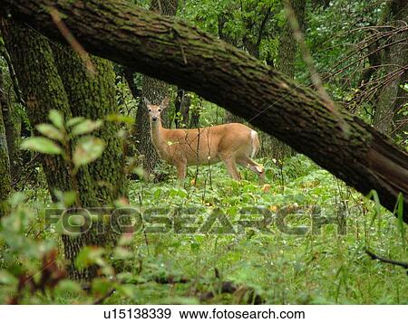 Stock Photo -  Fort Totten, ND, North Dakota, Sullys Hill, Sully's Hill National Game Preserve, deer. Fotosearch