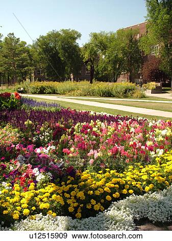 Grand Forks, ND, North Dakota, University of North Dakota, campus, flower bed View Large Photo Image Stock Photo - Grand Forks, ND, North Dakota, University of North Dakota, campus, flower bed. Fotosearch