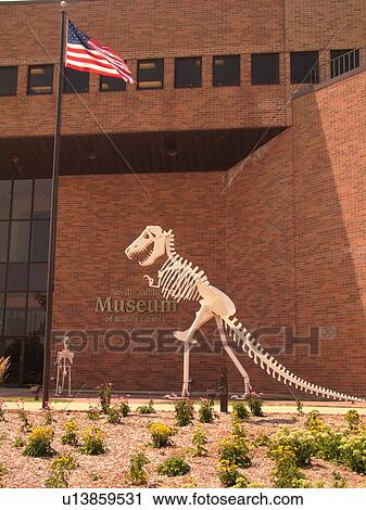 Stock Image -  Green Bay, WI, Wisconsin, Neville Public Museum of Brown County, skeletons of prehistoric dinosaurs displayed. Fotosearch
