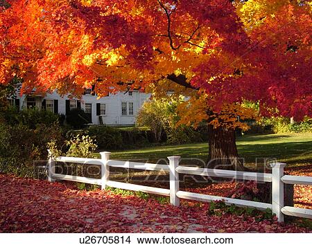 Groton, MA, Massachusetts, Autumn, colorful fall foliage View Large Photo Image Picture - Groton, MA, Massachusetts, Autumn, colorful fall foliage. Fotosearch