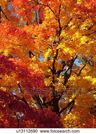 Stock Image -  Groton, MA, Massachusetts, Autumn, colorful fall foliage, maple tree. Fotosearch