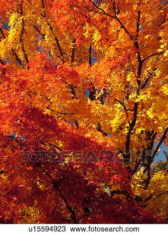 Stock Image -  Groton, MA, Massachusetts, Autumn, colorful fall foliage, maple tree. Fotosearch