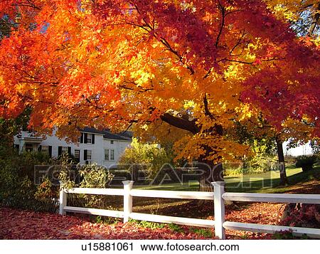 Stock Image -  Groton, MA, Massachusetts, Autumn, colorful fall foliage, tree, white fence. Fotosearch