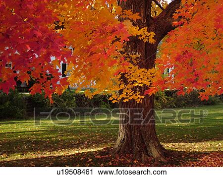 Groton, MA, Massachusetts, Autumn, colorful fall foliage, maple tree View Large Photo Image Stock Image - Groton, MA, Massachusetts, Autumn, colorful fall foliage, maple tree. Fotosearch