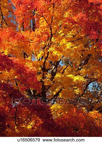 Stock Photo -  Groton, MA, Massachusetts, Autumn, colorful fall foliage, maple tree. Fotosearch