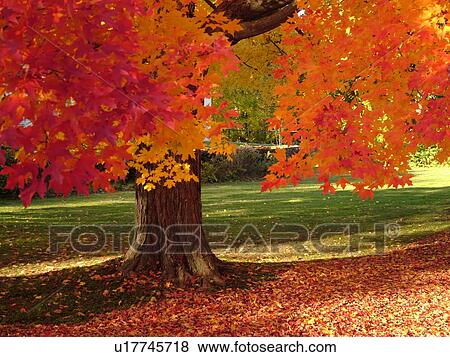 Stock Photo -  Groton, MA, Massachusetts, Autumn, colorful fall foliage, maple tree. Fotosearch