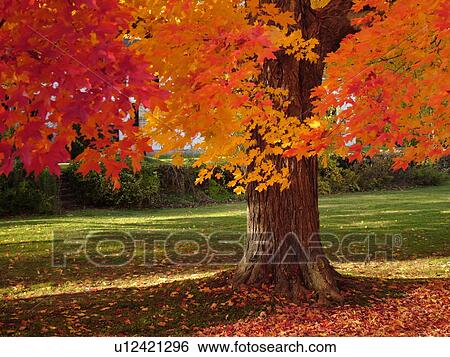 Groton, MA, Massachusetts, Autumn, colorful fall foliage, maple tree View Large Photo Image Stock Photograph - Groton, MA, Massachusetts, Autumn, colorful fall foliage, maple tree. Fotosearch