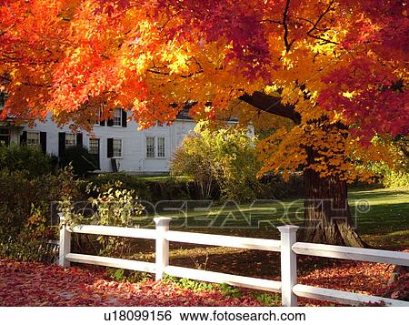 Groton, MA, Massachusetts, Autumn, colorful fall foliage View Large Photo Image Stock Photograph - Groton, MA, Massachusetts, Autumn, colorful fall foliage. Fotosearch