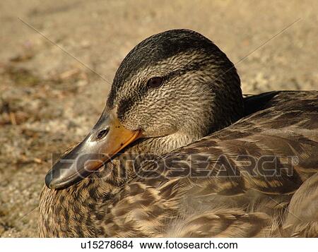 Groton, VT, Vermont, Groton State Forest, Mallard Duck View Large Photo Image Picture - Groton, VT, Vermont, Groton State Forest, Mallard Duck. Fotosearch