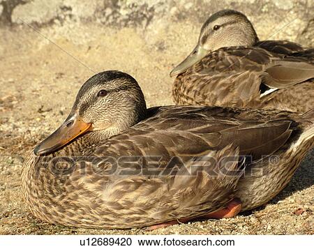 Stock Image -  Groton, VT, Vermont, Groton State Forest, Mallard Ducks resting on the beach. Fotosearch