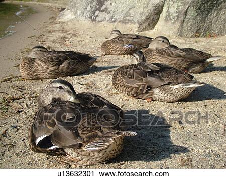 Groton, VT, Vermont, Groton State Forest, Mallard Ducks sleeping on the beach View Large Photo Image Stock Image - Groton, VT, Vermont, Groton State Forest, Mallard Ducks sleeping on the beach. Fotosearch