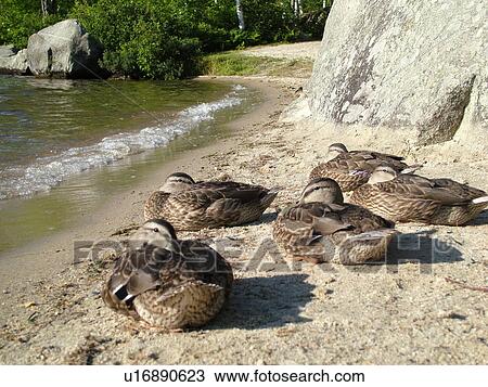 Stock Image -  Groton, VT, Vermont, Groton State Forest, Mallard Ducks sleeping on the beach. Fotosearch